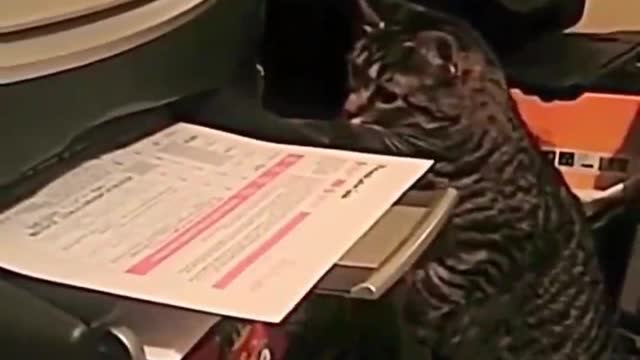This cat is so stupid! If you get the paper, you will fall down.