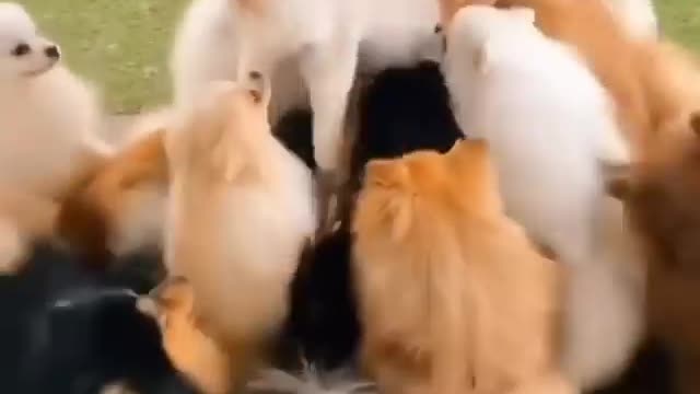 Dozens of Pomeranian DOG welcome Cat in their family