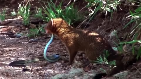 Mongoose and snake fight to the death