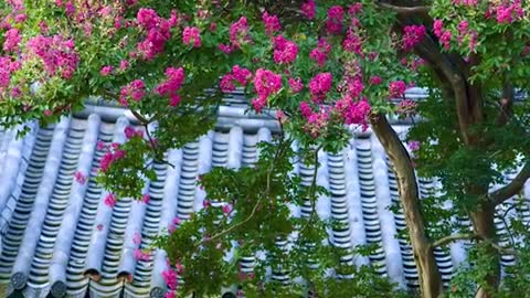 Flower rain before the ancient building