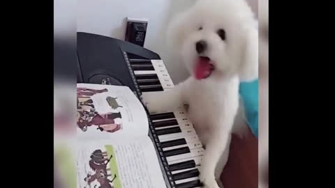 cute pet🥰 playing piano funny video.