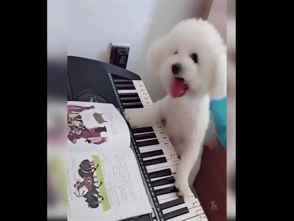 cute pet🥰 playing piano funny video.