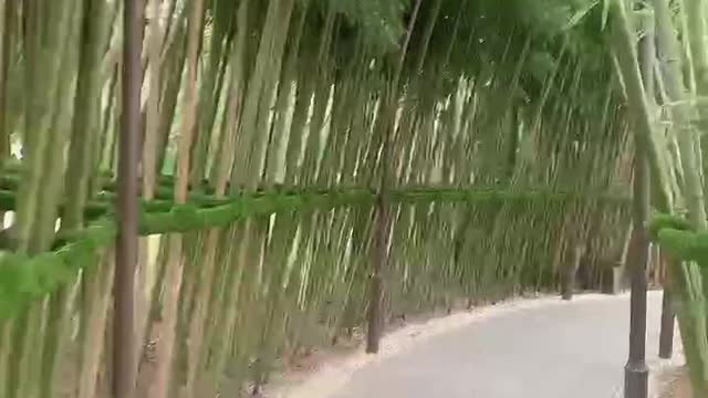 A beautiful bamboo forest path