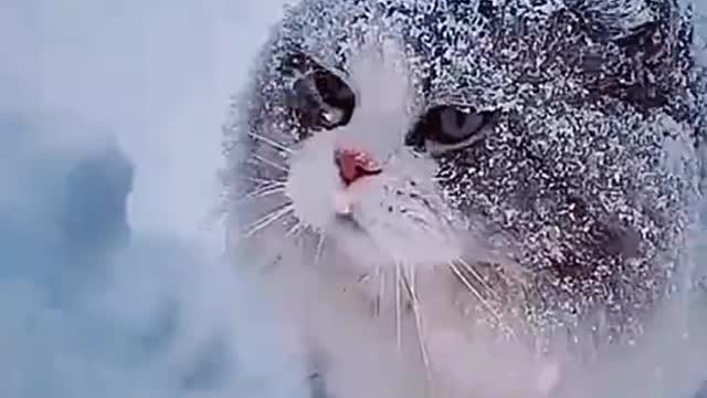 Chrismas cute cat