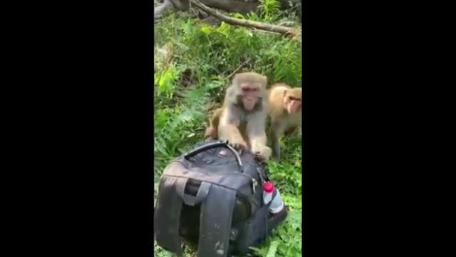 You will also be surprised to see what the monkey love you?