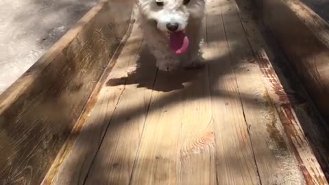 White dog red leash can't run up wooden slide