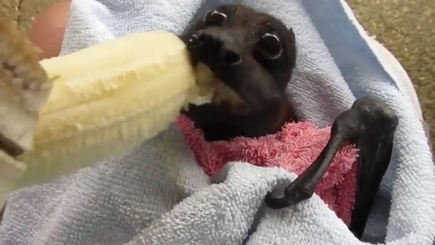 giant fruit eating bat