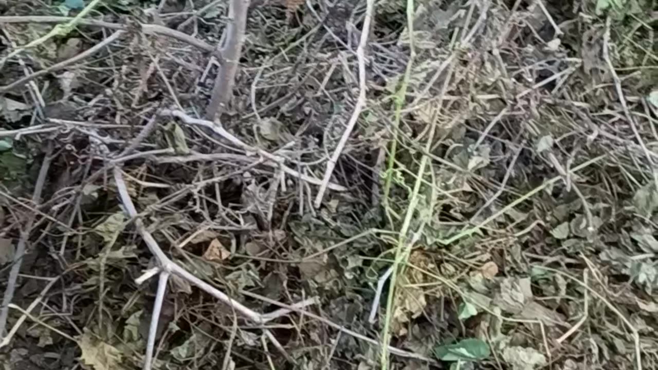 Honeysuckle cutting.