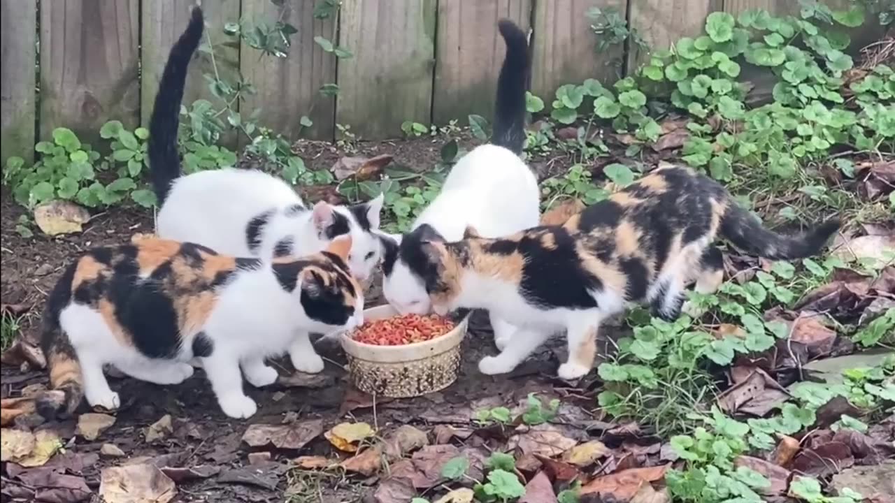 Caturday - Leanne Pearson (cute and funny cat compilation)