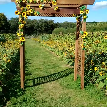 A Sea of Sunflowers