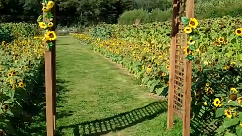 A Sea of Sunflowers