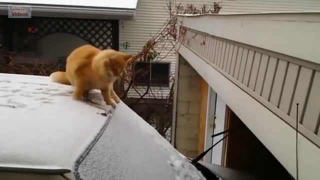 Funny video of cats falling