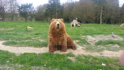 the bear is waving to strangers