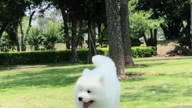 Puppies who like to sell cute