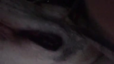 Dog on bed in dark makes weird snoring noise