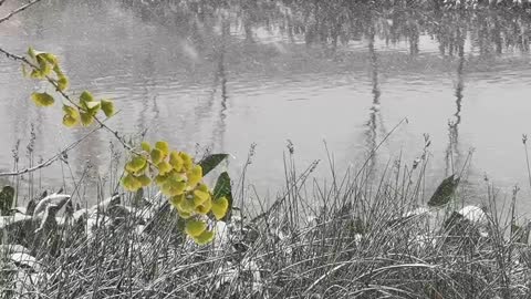 Snow, gingko leaves