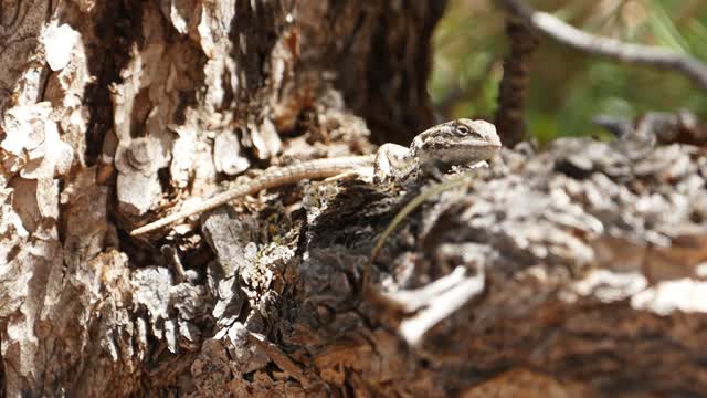 Lizard feeding ants on a tree