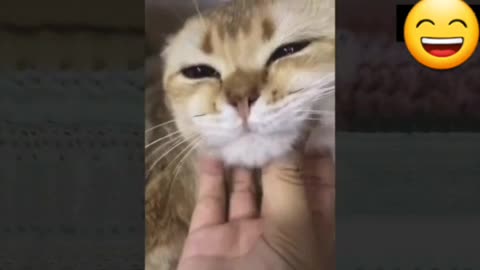 Cat interested in money