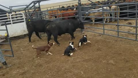 Loading bulls with Brick Kate and Dan