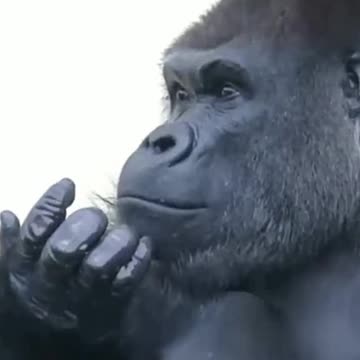 Funny Monkeys make me Happy