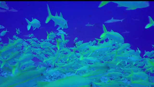 dense school of fish