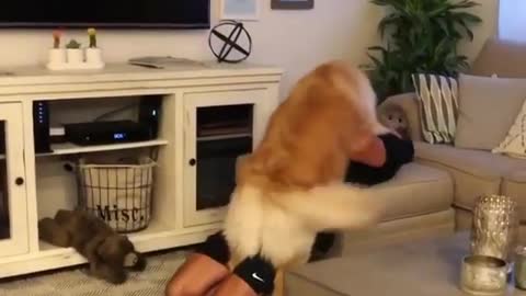 The golden retriever kisses the owner so cute