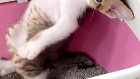 Funny animal cat vidio