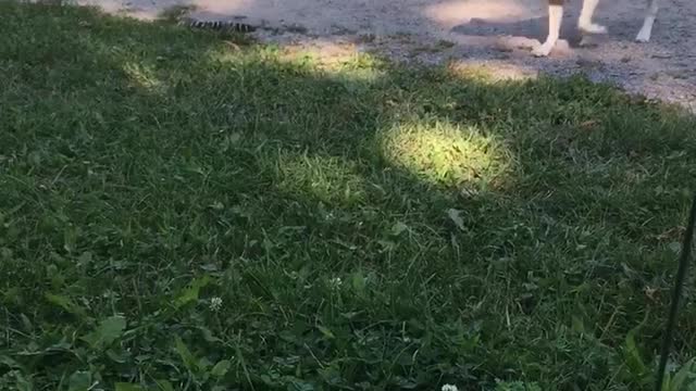 Puppy vs. Acorn Squash