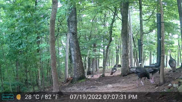 The Woods - 07/20/2022