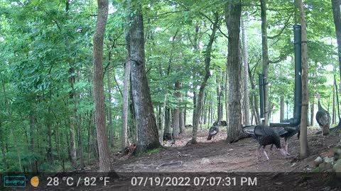 The Woods - 07/20/2022