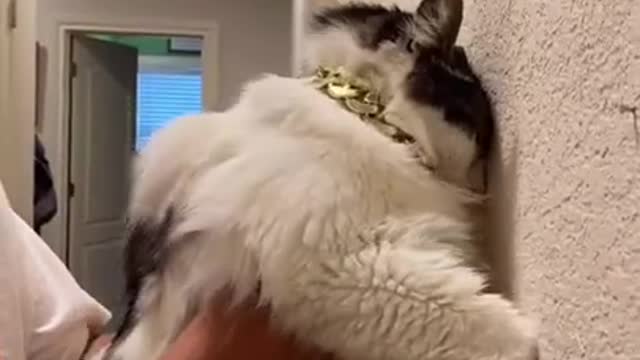 Funny (Smart) Cats Be Like | Funny Animals TikTok Videos