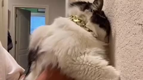 Funny (Smart) Cats Be Like | Funny Animals TikTok Videos