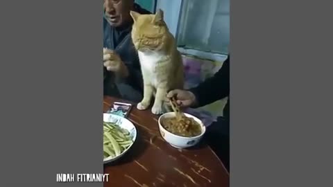 Funny Cat