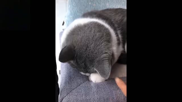 The most funny and cute funny cat
