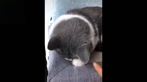 The most funny and cute funny cat