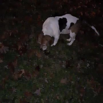Our Beagle having fun in our yard at night