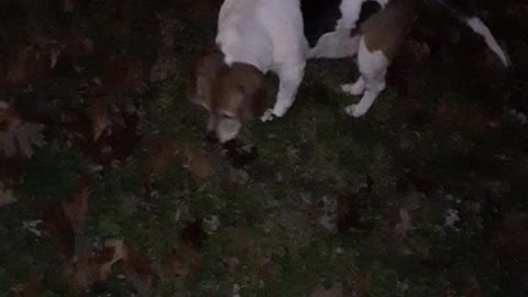 Our Beagle having fun in our yard at night