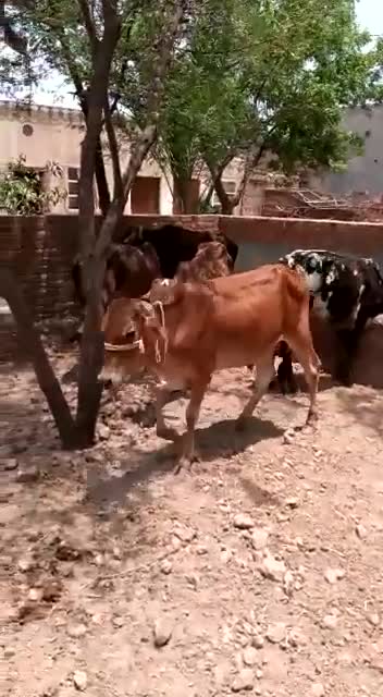 Cow farm HD video