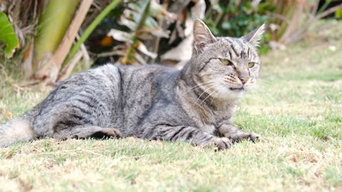 Wonderful gray cat in wild place