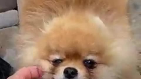 Cute Pomeranian puppies_ short and funny video