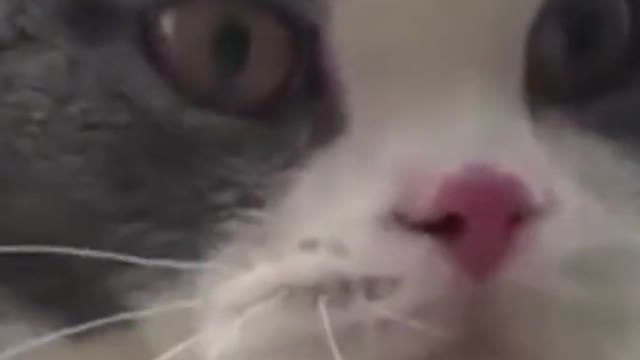 I'm Big Billy (Funny Cat Video)