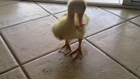 My Duck Charlie Walks Into The House Wet