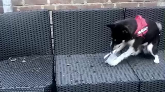 Shiba Inu performs quality control inspection for outdoor furniture