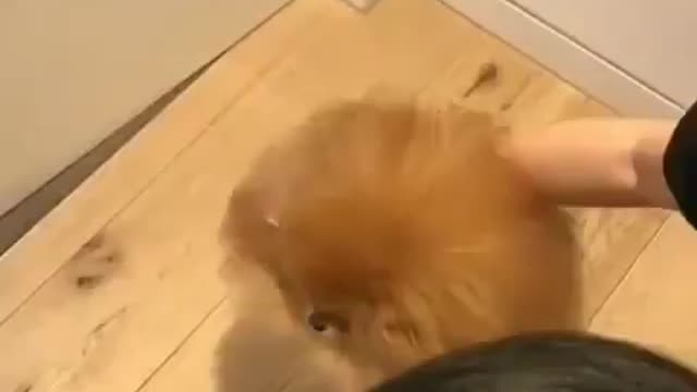 Best Funny Animal Videos 2022 😺 Funny Dog Videos 2022 😁 Funniest Dog Videos 😁😇