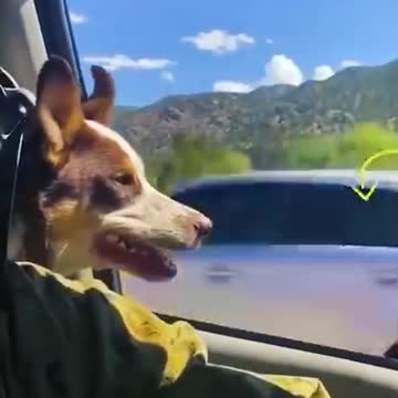 Funny video moments of Animals.