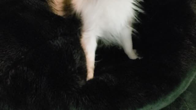 Dog loves to play in beanbag chair!