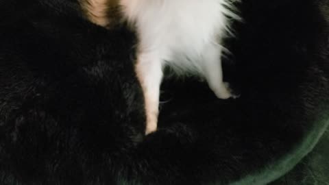 Dog loves to play in beanbag chair!