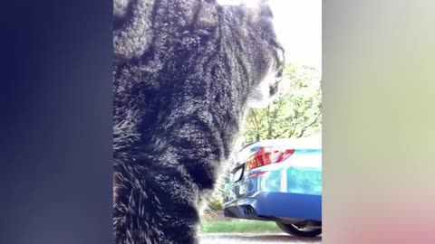 Cats fun time
