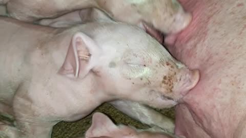 08 feeding cute baby pigs day4, beautiful