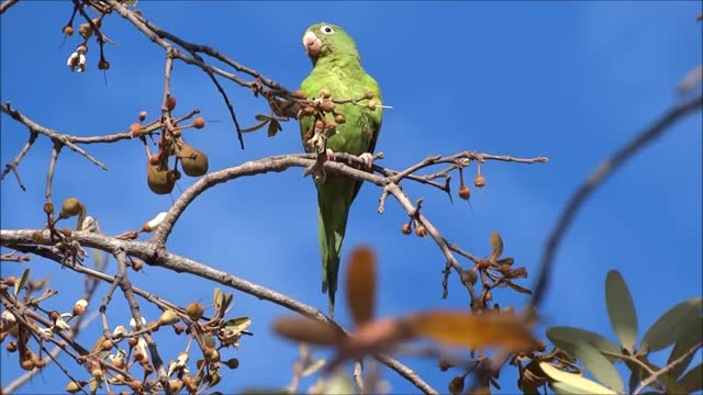 Watch the parrot